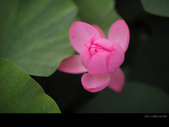 Voigtlander Super Nokton 29mm f0.8 flower