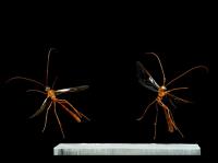Завораживающие сцены полета насекомых со скоростью 6000 кадров в секунду