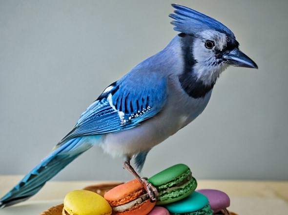 google imagen lead image