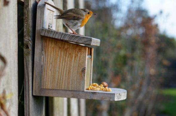 robin Sony Alpha Raspberry Pi