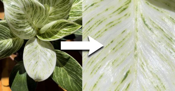 How Adobe Super Resolution Works and Doesnt for Smartphone Photos