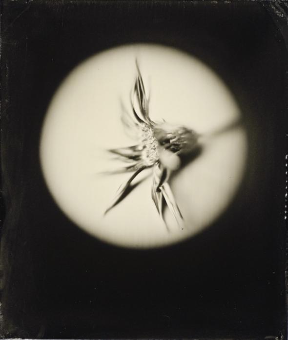 2 Flower Laverne Anthony Photo Palace Anton Orlov Brass Focusing Loupe Tintype