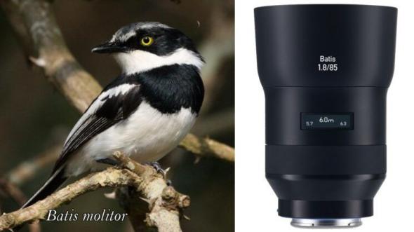 zeiss birds