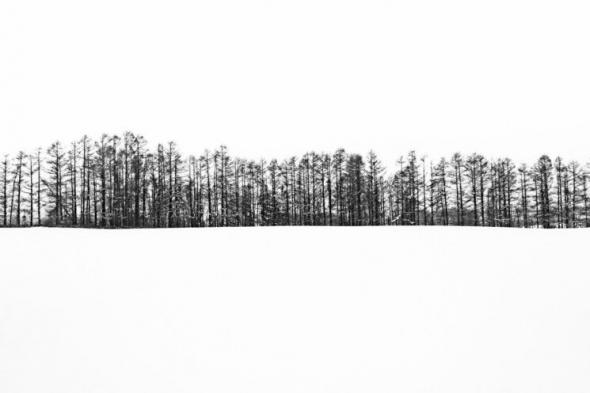 Hokkaido winter trees 745x497