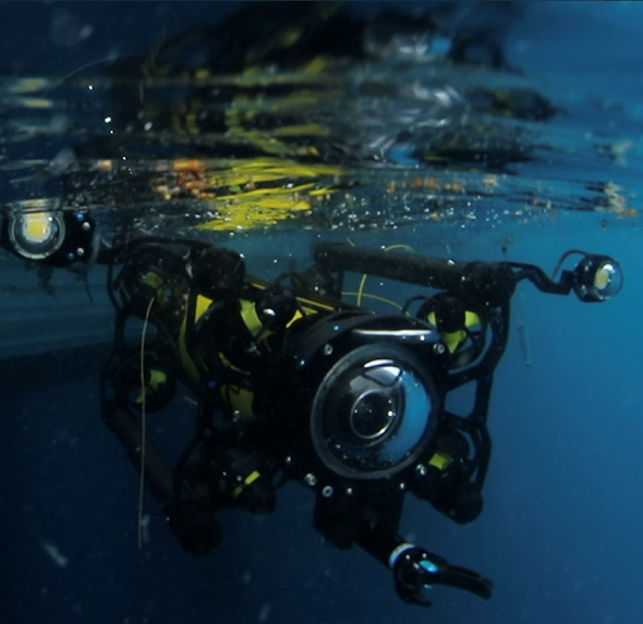 Boxfish Luna Underwater 2