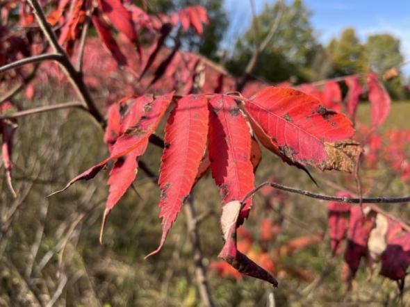 iPhone 13 sunny leaves