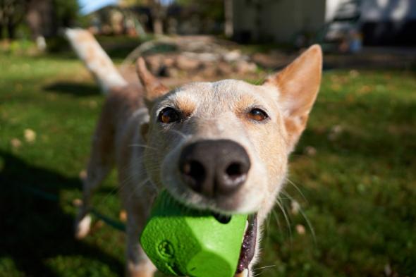 sigma 18 50mm f2 8 lens bokeh 18mm