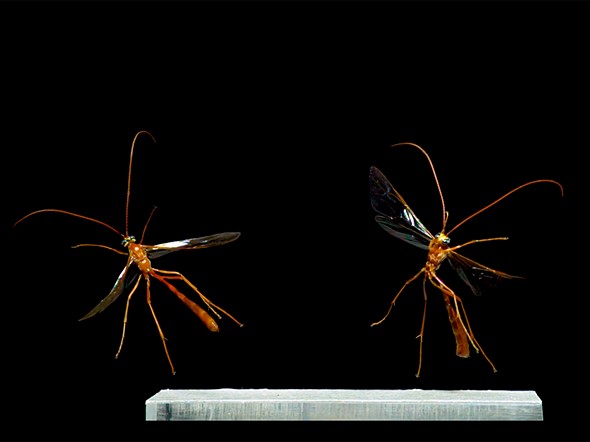 dr smith ant lab ichneumonid wasp