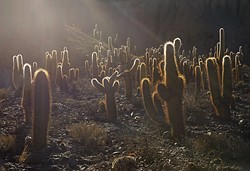 Cactus Field