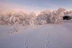 Frosted Trees Sunset