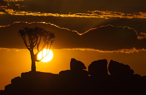 j Quiver Tree Forest 1 3 3 2014 17